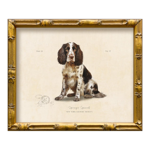 Reproduction Art Print of Vintage "World of Dogs" Illustration (Springer Spaniel), Framed