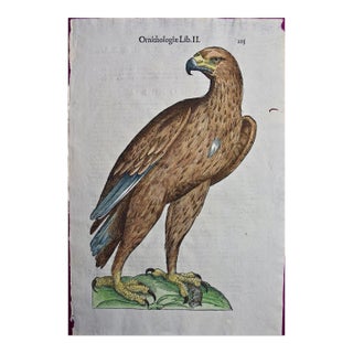 Eagle: A 16th/17th Century Hand-Colored Engraving by Aldrovandi, 1599 For Sale