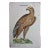 Eagle: A 16th/17th Century Hand-Colored Engraving by Aldrovandi, 1599 For Sale