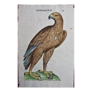 Eagle: A 16th/17th Century Hand-Colored Engraving by Aldrovandi, 1599
