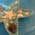 Starfish Wooden Decorative Dish With Shell Inlay For Sale In Minneapolis - Image 6 of 7