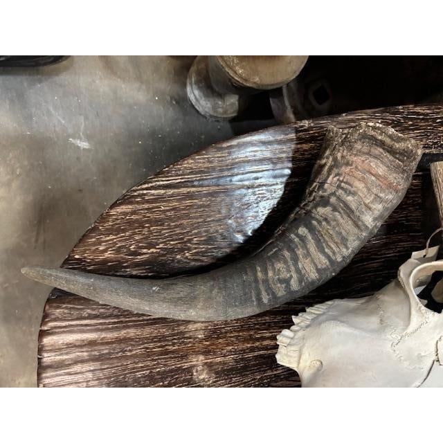 A Water Buffalo Skull Wall Decoration from Thailand with Black Color Horns. The Horns are Real and Belong to the Piece....