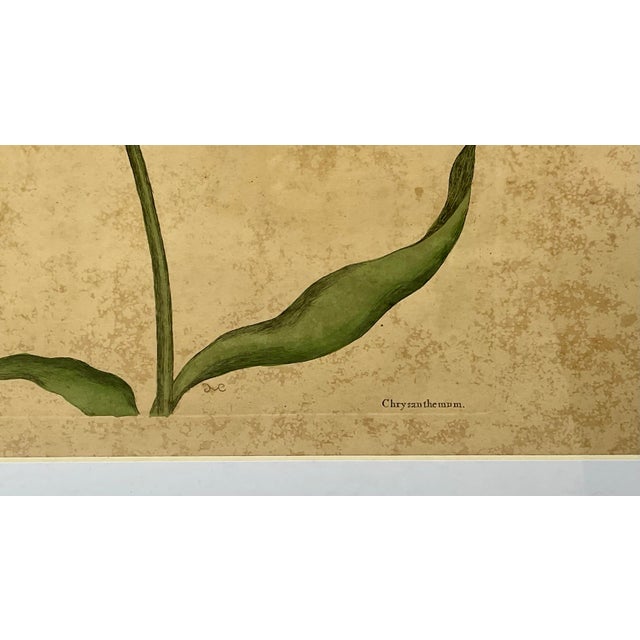 18th Century Framed Engravings by Mark Catesby, Set of Nine Natural History Art For Sale - Image 4 of 17