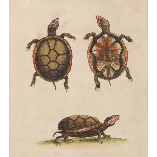 Turtles is an original print realized by George Edwards in the 18th century. Color lithograph. Original Title: Die kleine...