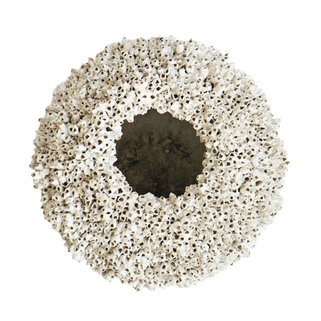 Beautiful natural barnacle covered cement pot. Time consuming commercially grown authentic barnacles covering a...