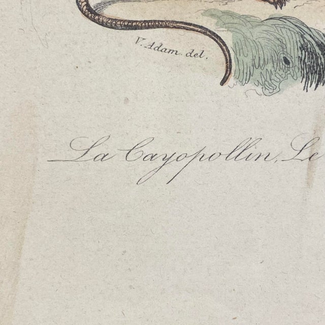 French Antique 18th Century "Le Cayopollin" Animal Engraving Hand Colored Signed Artwork For Sale In Portland, ME - Image 6 of 11