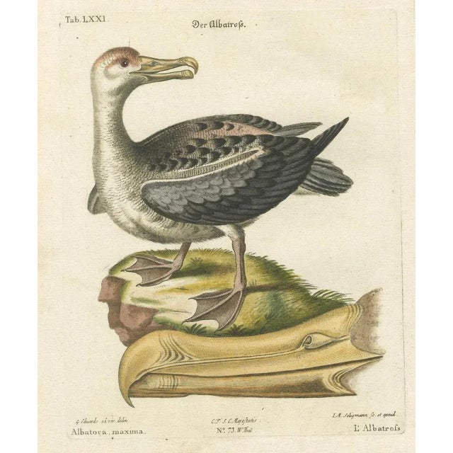 Title: Der Albatros - Hand-Colored Engraving of the Albatross by Johann Michael Seligmann, 18th Century This rare hand-...
