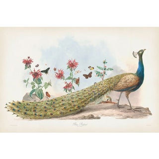 Blue Peacock Fine Art Giclee Print 24x36 Inches For Sale