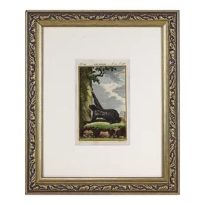 19th C. Antique Hand Colored Sloth Lithograph by Buffon