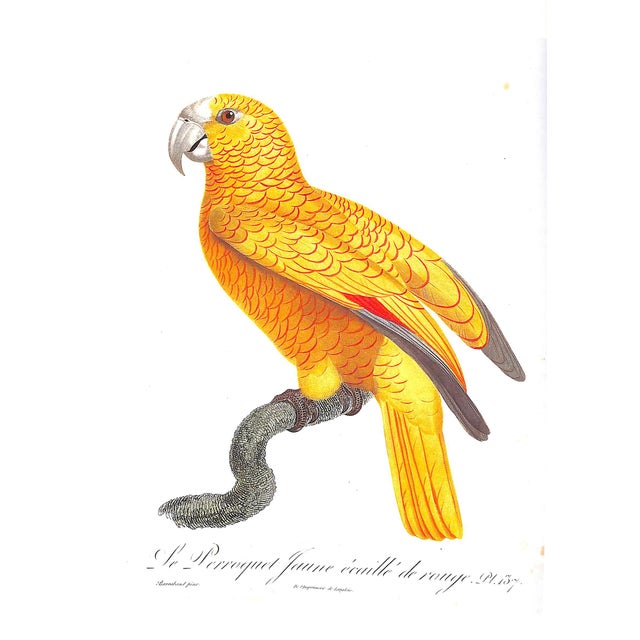 1990s "Fine Bird Books 1700-1900" 1990 Sitwell, Sacheverell For Sale - Image 5 of 10