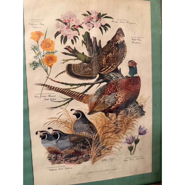 This is a charming vintage sporting-bird print after wildlife artist Arthur Singer, depicting a beautifully detailed...