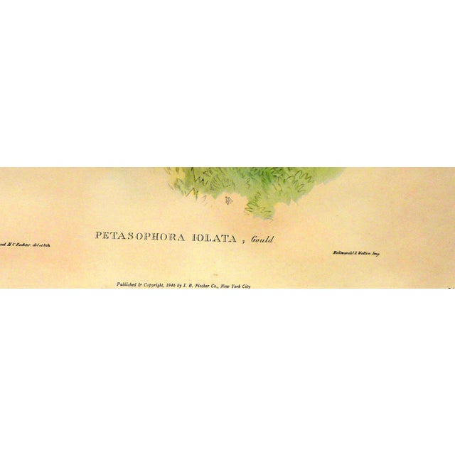 American 1940s Gould Hummingbird Lithograph, Petasophora Iolata. Bolivian Violet Ear, 20" X 16" For Sale - Image 3 of 7