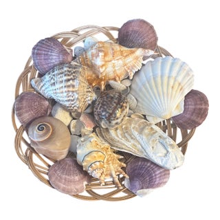 Curated Grand Tour-Style Specimen Seashell Collection in Woven Basket For Sale