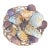 Curated Grand Tour-Style Specimen Seashell Collection in Woven Basket For Sale