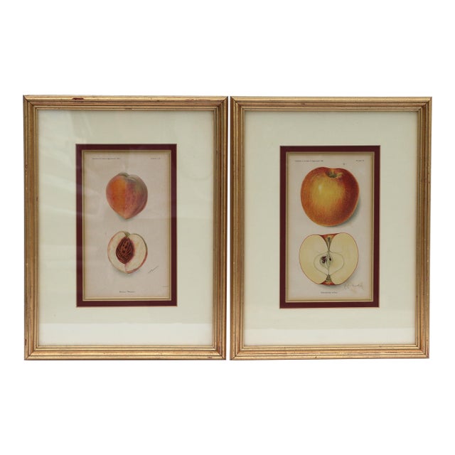 Antique Department of Agriculture Framed Botanical Apple and Peach Lithographs-a Pair For Sale