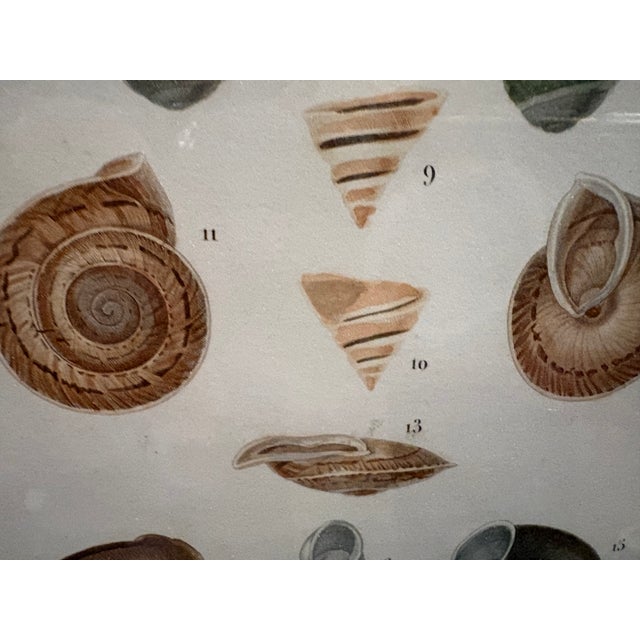 Framed 19th C Hand Colored Engravings of Insects, Reptiles and Shells For Sale - Image 16 of 17