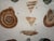Framed 19th C Hand Colored Engravings of Insects, Reptiles and Shells For Sale - Image 16 of 17