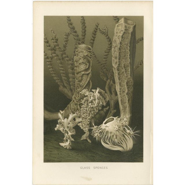 Richard Lydekker, Glass Sponges Deep-Sea Marine Life, 1896, Color Process Print For Sale - Image 3 of 9