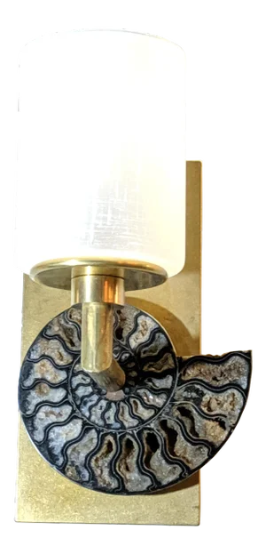 Natural Ammonite Nautilus Fossil Wall Light in Solid Brass and Glass Shade