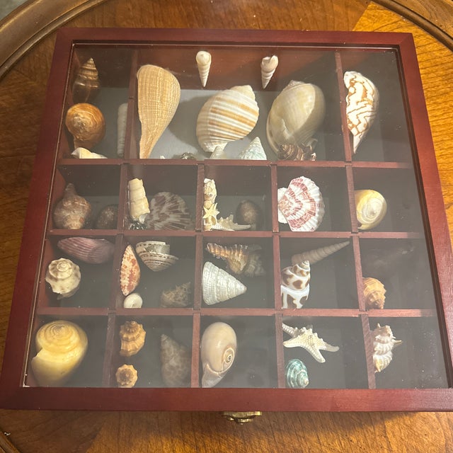 Beautiful collection of assorted natural seashells, thoughtfully arranged in individual divided compartments within a...