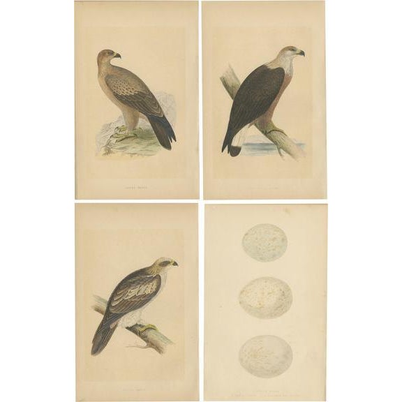 Eagles and Their Eggs, Paper, Set of 4 For Sale - Image 9 of 9