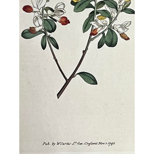 Antique Original Hand Colored Curtis Floral Botanical Etching For Sale - Image 4 of 7