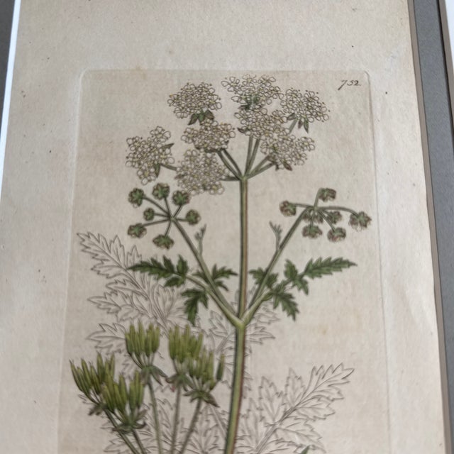 Set of 7 Antique Botanical Prints, Early 1800s, Authentic Curtis and Sowerby For Sale - Image 12 of 12