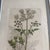 Set of 7 Antique Botanical Prints, Early 1800s, Authentic Curtis and Sowerby For Sale - Image 12 of 12