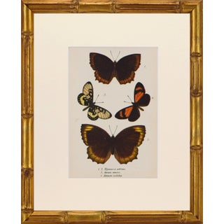 19th Century Antique English Butterfly Print 1897 For Sale