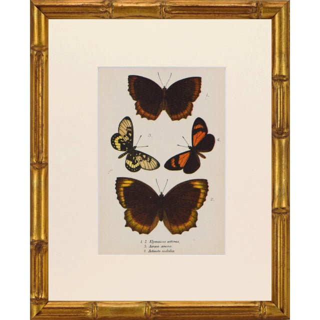 19th Century Antique English Butterfly Print 1897 For Sale
