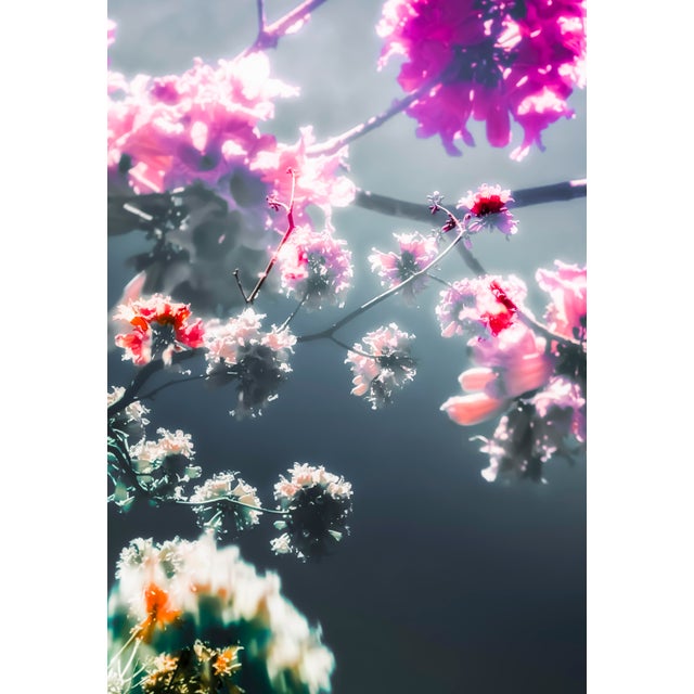 Contemporary Drifting Blooms, Grey and Pink - Framed Fine Art Photography by Kristin Hart For Sale - Image 3 of 5