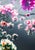 Contemporary Drifting Blooms, Grey and Pink - Framed Fine Art Photography by Kristin Hart For Sale - Image 3 of 5