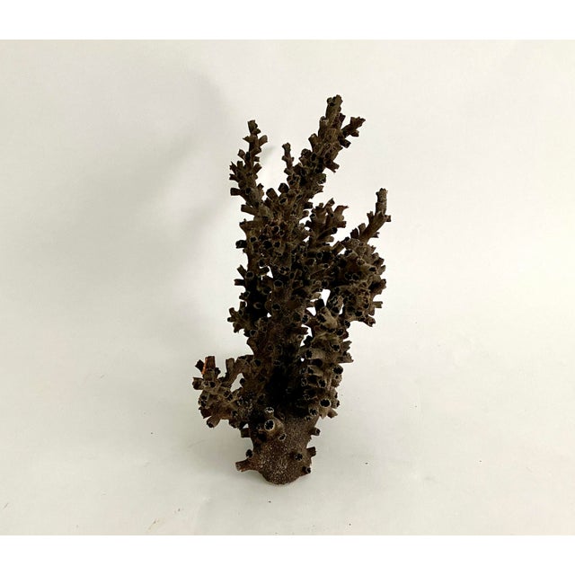 1990s Natural Black Octopus Coral Specimen For Sale - Image 5 of 8
