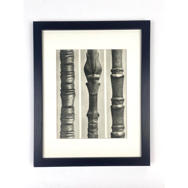 1940s 1940s Framed Botanical Blossfeldt Print - No. 106 For Sale - Image 5 of 5