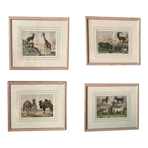 Set of 4, Natural History of the Animal Kingdom Engravings Circa 1860