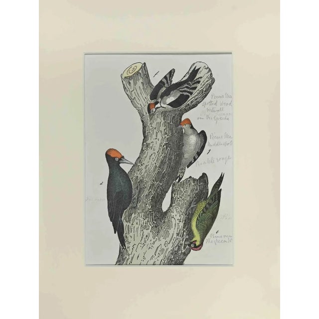 Johann Friedrich Naumann, Spotted Woodpecker, Etching, 1840 For Sale