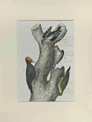 Johann Friedrich Naumann, Spotted Woodpecker, Etching, 1840