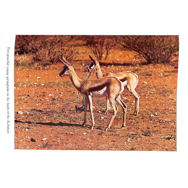 Paper "Animal Safari: Big Game in South West Africa" 1956 Heck, Lutz For Sale - Image 7 of 8