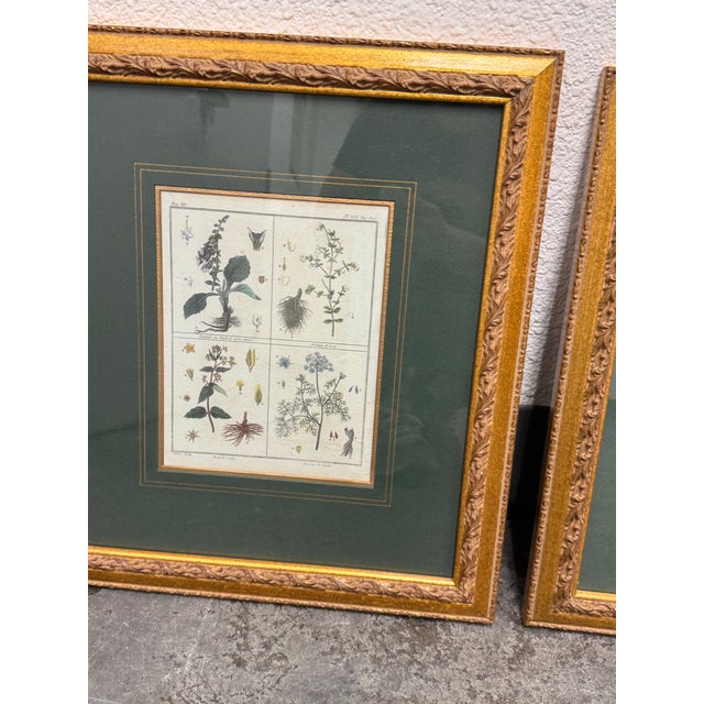 Sculpture Materials W. King Ambler Antique Botanical Engravings, Set of Three For Sale - Image 7 of 12