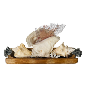 Antique Large Sea Shells Arrangement on Wooden Tray