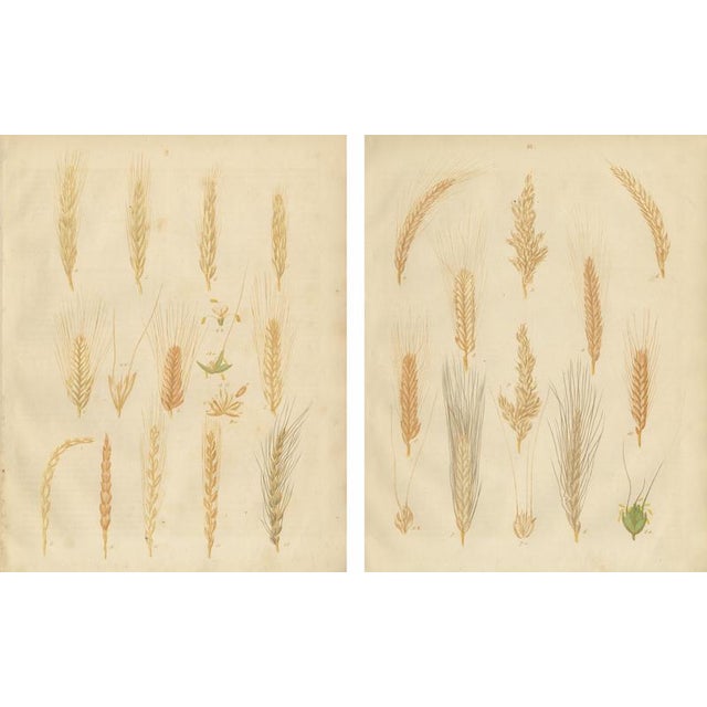 Carl Gustav Calwer, Grain Studies Wheat Varieties, 1852, Botanical Lithographs, Set of 2 For Sale - Image 3 of 9