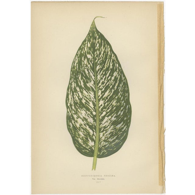 E.J. Lowe and W. Howard, Botanical Prints, 1891, Paper, Set of 8 For Sale - Image 6 of 10