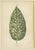 E.J. Lowe and W. Howard, Botanical Prints, 1891, Paper, Set of 8 For Sale - Image 6 of 10