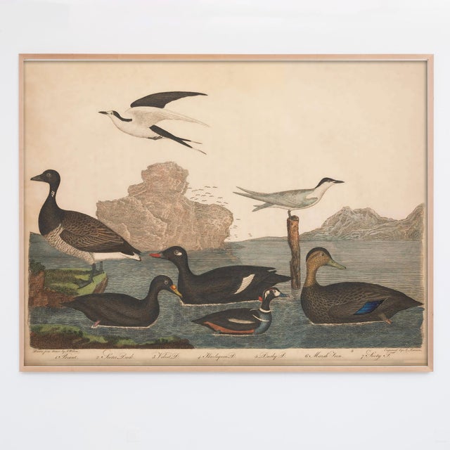 Printmaking Materials Vintage Bird Duck Print Set of 2 For Sale - Image 7 of 9