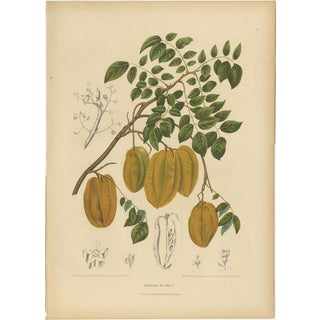 Sheep van Nooten, Star Fruit Botanical, 1880, Chromolithograph For Sale