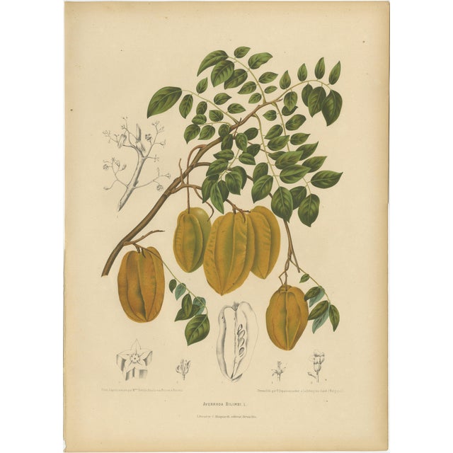 Sheep van Nooten, Star Fruit Botanical, 1880, Chromolithograph For Sale