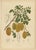 Sheep van Nooten, Star Fruit Botanical, 1880, Chromolithograph For Sale