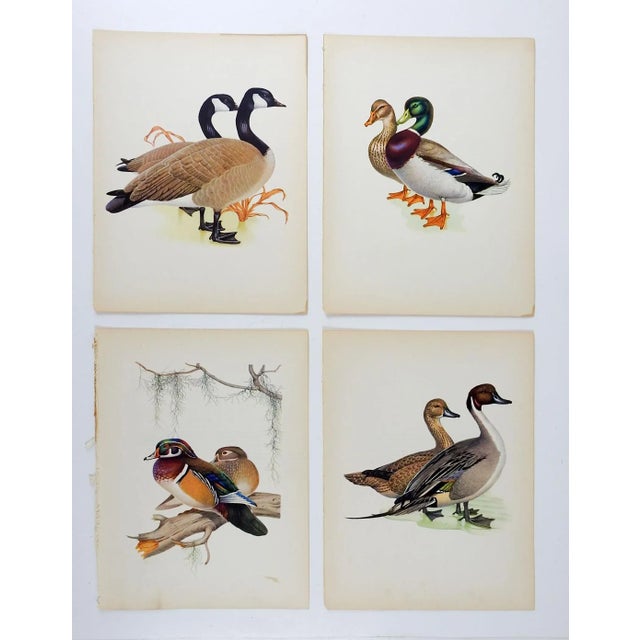 Vintage 1950 Duck Geese Menaboni's Birds Prints - Set of 4 For Sale In Seattle - Image 6 of 6