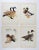 Vintage 1950 Duck Geese Menaboni's Birds Prints - Set of 4 For Sale In Seattle - Image 6 of 6