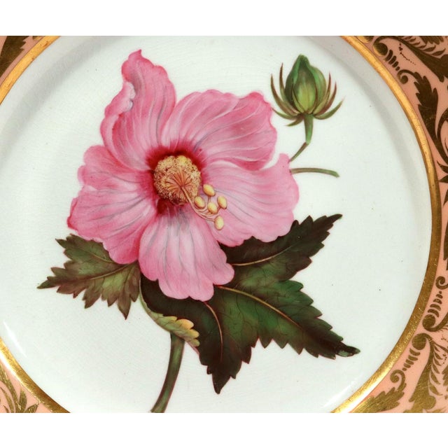 Early 19th Century Antique Derby Porcelain Botanical Plate, Marsh Hibiscus, Salmon Ground With Gilt Swans, John Brewer, Circa 1815 For Sale - Image 5 of 12